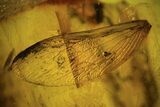 Fossil Spider, Beetle, Fly And Ant Wing In Baltic Amber #109336-3